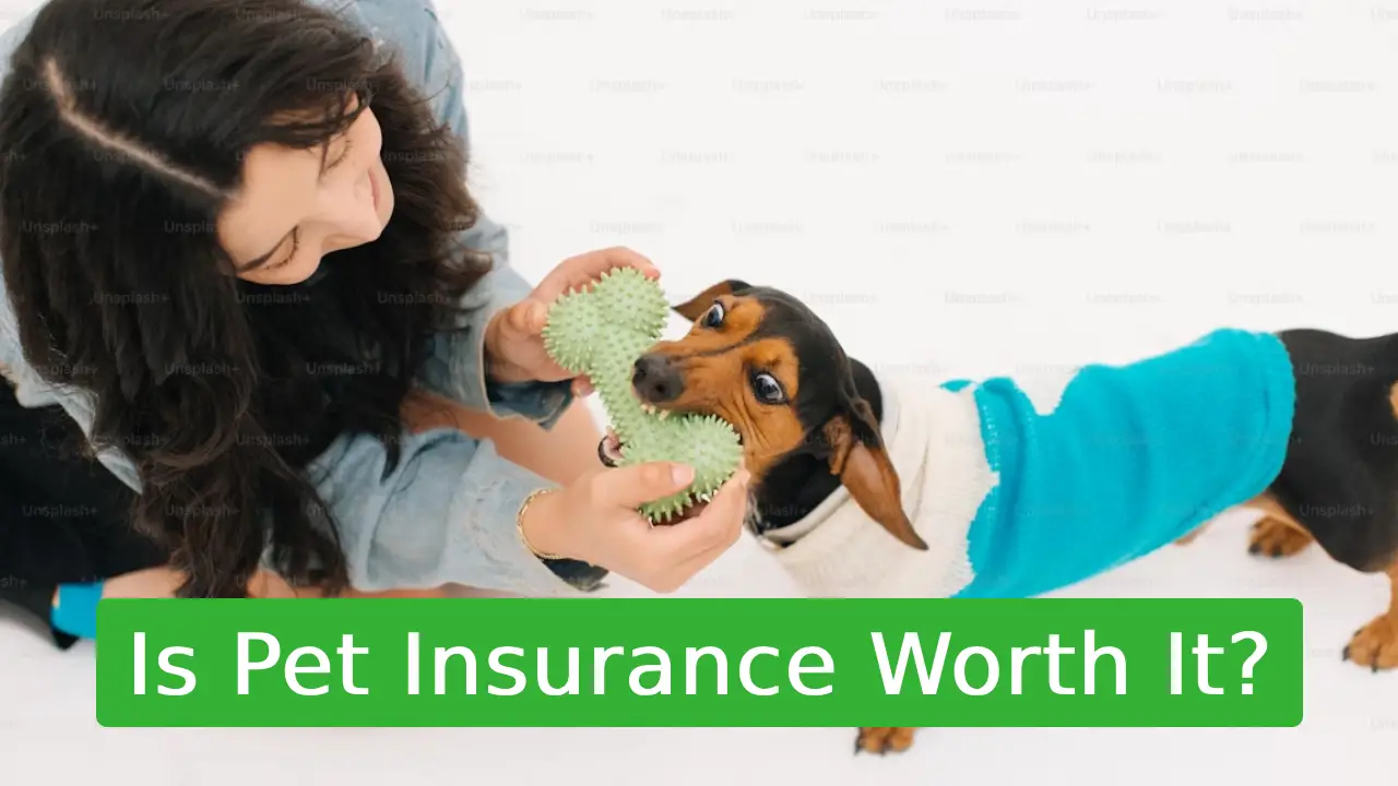 Is Pet Insurance Worth It?